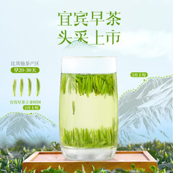 川红 2024新茶-川红茶叶雀舌绿茶开园头采芽头茶早春茶小罐50g