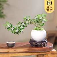 家装季：KaiShiguo Plants 开时果 悬崖六月雪盆栽 白玉圆陶盆+苔藓+底托