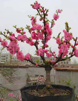 中梦 树盆栽室内客厅庭院种植植物寿星桃树苗耐寒耐热 桃花五年苗 不含盆