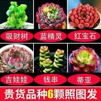 芊花之美 名贵多肉植物组合套餐绿植花卉盆栽玉露多肉好养易活室内大颗精品