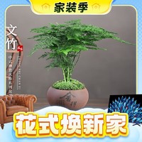 KaiShiguo Plants 开时果 文竹 舍得紫砂盆+苔藓+底座