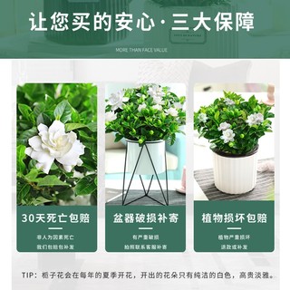 栀子花盆栽花卉植物室内绿萝箩阳台水培绿植茉莉花四季好养九里香