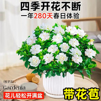 欧根庭 室内盆栽 90#栀子花带花苞 原盆土+营养液