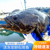 奇筝 龙胆石斑鱼（老虎斑）2斤 左右