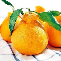 美得乐 不知火丑橘 中果（70-80mm）5斤