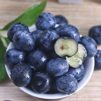 花音谷 新鲜蓝莓 特大果 15-18mm+ 125g*6盒