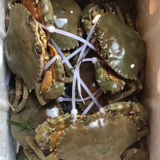 【活鲜】喵和渔 鲜活青蟹 鲜活螃蟹海鲜水产膏蟹活螃蟹 膏蟹9两-1斤/一只