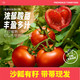 如叶 正宗陕西普罗旺斯水果西红柿5斤单果100g+礼盒装新鲜沙瓤番茄生吃
