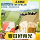 3.8焕新：MYPROTEIN 乳清蛋白粉 1公斤 北海道牛奶V2