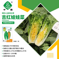 BARSI 京農研 大白菜種子娃娃菜青麻葉紹菜北京新三號抗病抗根腫病易種蔬菜籽孑 中蔬吉紅娃娃菜 1克