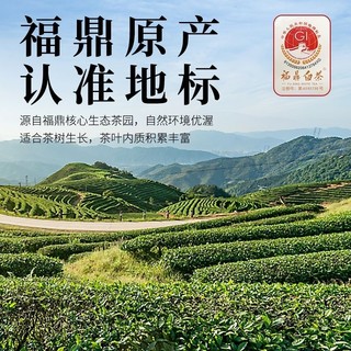 2018年管阳河山基地原料福鼎白茶寒露寿眉散茶传统工艺正味好茶