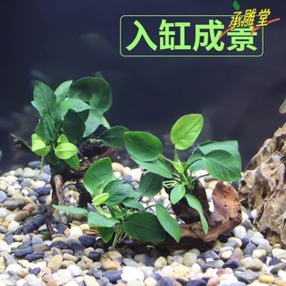 鱼缸造景沉木水草装饰懒人活体水族箱造景植物水榕类水下淡水