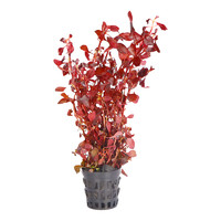 疯狂水草 crazy aquatic plants s 水草植物鱼缸真草冬季阴性蜈蚣草水培和鱼共养装饰摆件全套造景