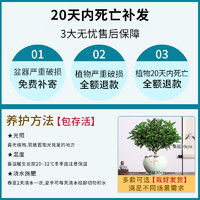 驱蚊草盆栽清香胡椒木植物室内外花卉九里香盆景净化空气绿植