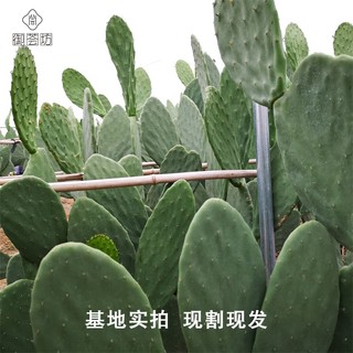 御荟坊 墨西哥米邦塔仙人掌盆栽食用外敷种植做菜观赏仙人掌 外敷7年老片 3斤装