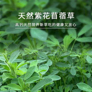 共度（Gong Du）紫花苜蓿草 兔草提摩西草苜蓿草干草 小麦兔草龙猫粮 烘干紫花苜蓿草1kg/箱