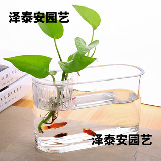 米詅水培容器桌面透明玻璃花瓶水培长方形水养植物容器创意鱼缸造景 10*30长条缸陪定植篮 中等
