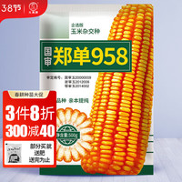 大禹高产玉米种子矮大棒抗旱抗倒郑丹958杂交春季四川 【企选版】958玉米种子 约8400粒