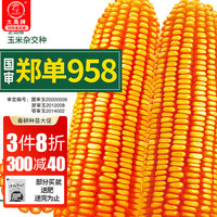 大禹高产玉米种子矮大棒抗旱抗倒郑丹958杂交春季四川 【企选版】郑单958种子 约1400粒