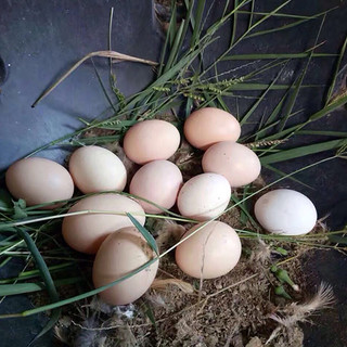 有机汇散养鸡蛋 有机农场林下散养 新鲜捡拾零抗零激素 宝宝食材 发顺丰 10枚