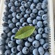 柚萝 超大果 新鲜蓝莓 125g/2盒 果径18-21mm