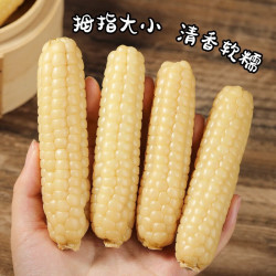谷园绘迷你玉米非转基因食品a级西双版纳白拇指香糯小玉米孕妇儿童
