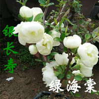 花竹恋 实物银长寿绿宝石海棠花盆栽绿海棠盆景树桩耐寒室内花卉绿植不含盆 5年绿宝石海棠