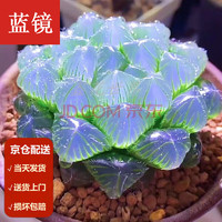 MOYi 墨一 玉露多肉植物带盆十二卷属多肉办公室内桌面绿植盆栽 蓝镜玉露塑料盆栽好