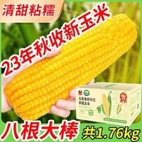 太粮 黄糯玉米220g23年新玉米大棒真空包装新鲜糯玉米甜糯玉米大棒8根