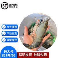 沢素湾 罗氏虾 超大号罗氏虾鲜活 大头虾 罗氏沼虾淡水虾王 生鲜冰鲜 2斤实惠【7-8只/斤】特大号