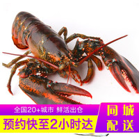 乐食港 【活鲜】 鲜活波士顿龙虾加拿大大龙虾波龙 1000g/1只