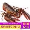 乐食港 【活鲜】 鲜活波士顿龙虾加拿大大龙虾波龙 2.9-3.1斤/1只