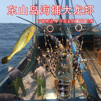 沈志雄福建东山岛海鲜海捕大龙虾花龙海活冻800g-900g/只年货海鲜礼包 1只大个头2-2.3斤