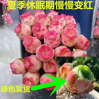 轩林美 多肉盆栽 水蜜桃玫瑰