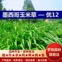梦族园林墨西哥玉米草种籽牧草鱼草四季养殖再生多年生优12莫斯科种子 高产墨西哥玉米草1斤