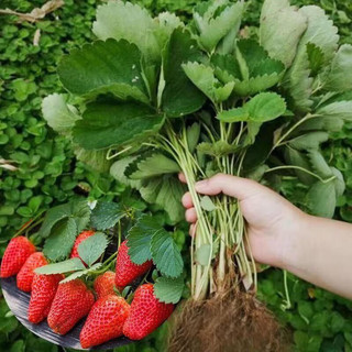 短云 奶油草莓苗 2盆 带原盆土