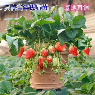 短云 奶油草莓苗 2盆 带原盆土