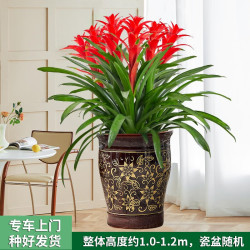 芙洛拉花园鸿运当头盆栽植物四季好养带花绿植送客户长辈开业六株鸿运