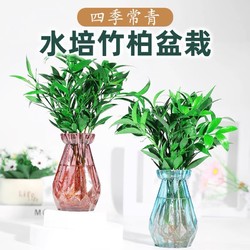 花下居 水培驱蚊竹柏桌面植物盆栽绿植室内花卉客厅防蚊好养四季常青空气