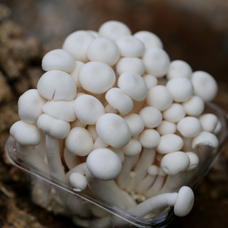 密水农家密云农家 白玉菇 新鲜蘑菇农家自种110g