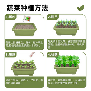 蔬菜苗种秧苗水果草莓生菜番茄种子盆栽西红柿辣椒南北种