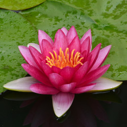 一名花匠鲜花绿植_yiminghuajiang 一名花匠 睡莲带花苞发货水培植物