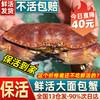 【活蟹 包活次日达】面包蟹鲜活进口大螃蟹黄金螃蟹螃蟹海鲜水产 