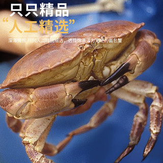 【活蟹 包活次日达】面包蟹鲜活大螃蟹黄金螃蟹螃蟹海鲜水产 鲜活大蟹500-600g/只
