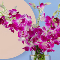 花點時間 洋蘭鮮花12枝紫色云南直發