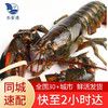 乐食港【活鲜】鲜活波士顿大龙虾波龙 海鲜水产450g-550g 2只