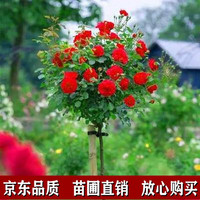 绘枫屿 树桩月季 梅郎口红 2公分粗度（当年开花）