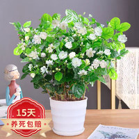 泰西丝 茉莉花苗盆栽花卉植物室内绿植浓香花卉 茉莉花6株 +塑料螺纹盆