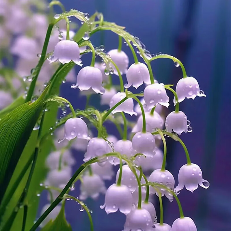 樱霞四季开花铃兰花苗带芽浓香型花卉绿植植物【报价价格评测怎么样
