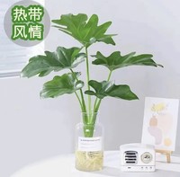 花点时间 水培植物 龙鳞春羽/天堂鸟/玛丽安（送 玻璃花瓶）